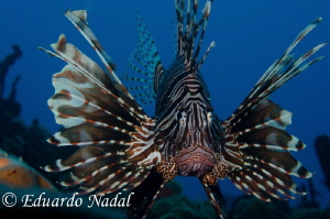 lionfish by Eduardo Nadal 